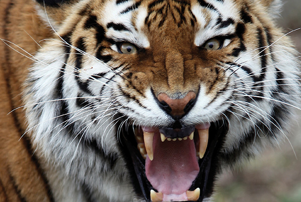 Growling Tiger