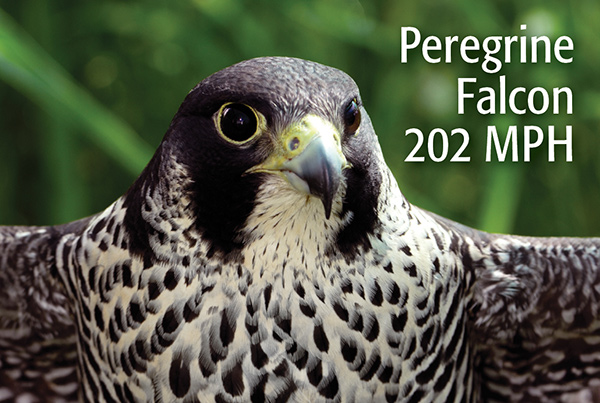 Majestic Peregrine Falcon