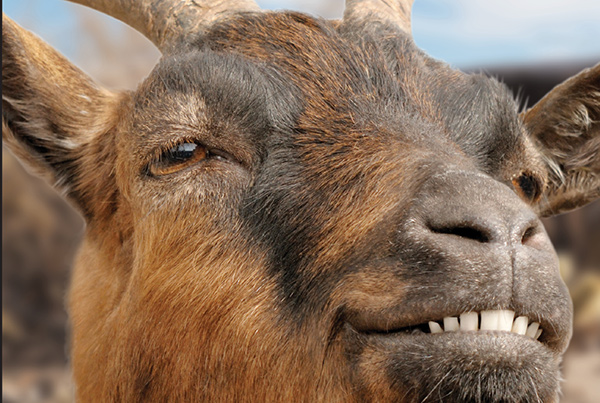 Smiling Goat