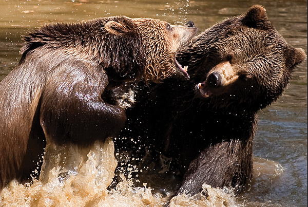 Fighting Bears