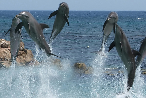 Jumping Dolphins