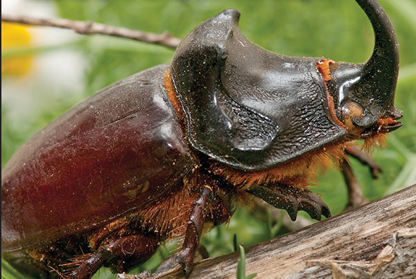 Rhinoceros Beetles