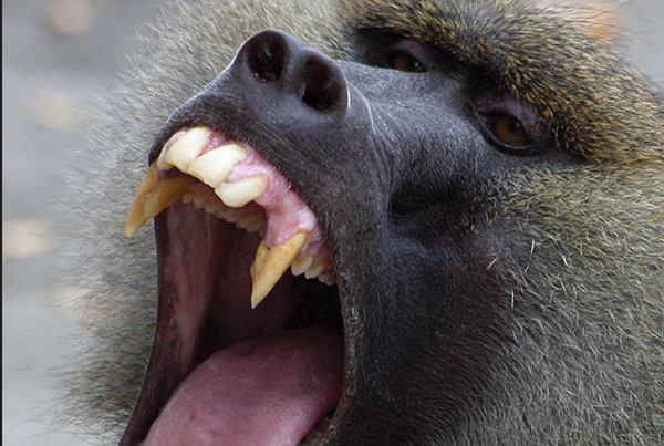 Angry Baboon